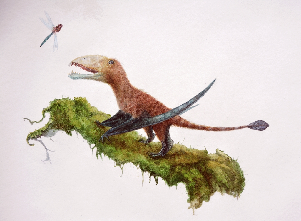 Watercolour illustration with Dimorphodon and dragon fly